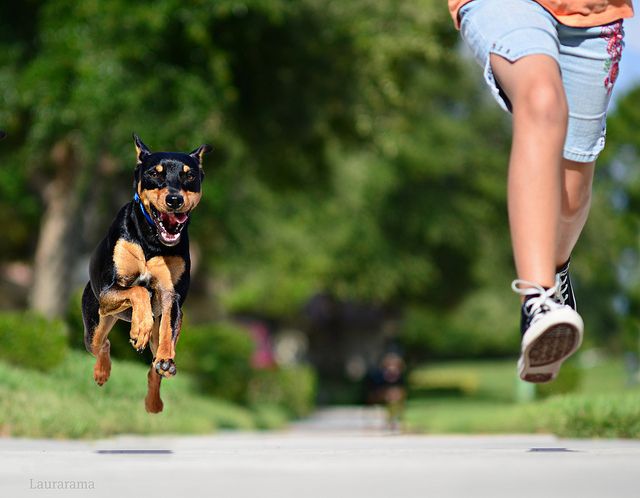 Chạy gặp chó - một khoảnh khắc đầy hồi hộp và bất ngờ! Hãy đến với hình ảnh này để thấy rõ được sự nhanh nhẹn và tinh tế trong việc xử lý tình huống này như thế nào.